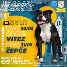 Dog Show Vitez & Žepče 2021